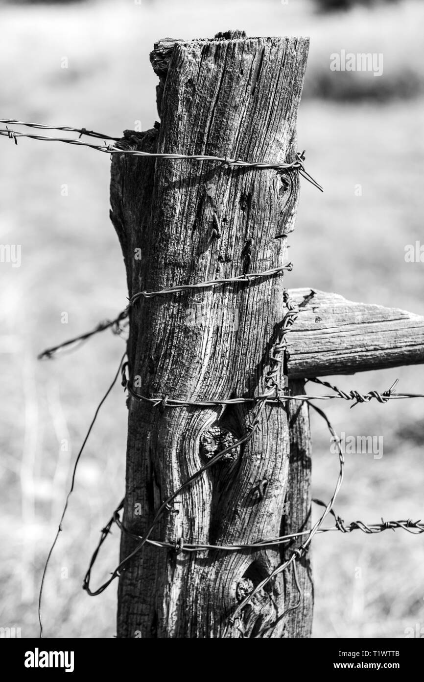 Schwarz & Weiß Nahaufnahme von Stacheldraht zaun & verwitterten hölzernen Zaun Pfosten; Ranch in Colorado, USA Stockfoto