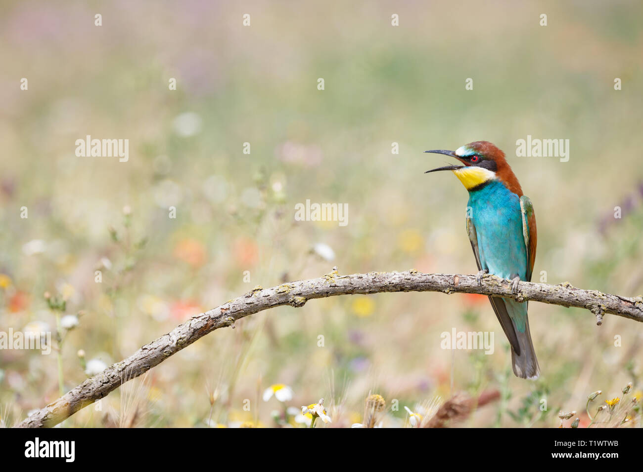 Europäische Bienenfresser (Merops apiaster), thront auf Zweig, Lleida, Katalonien, Spanien Stockfoto