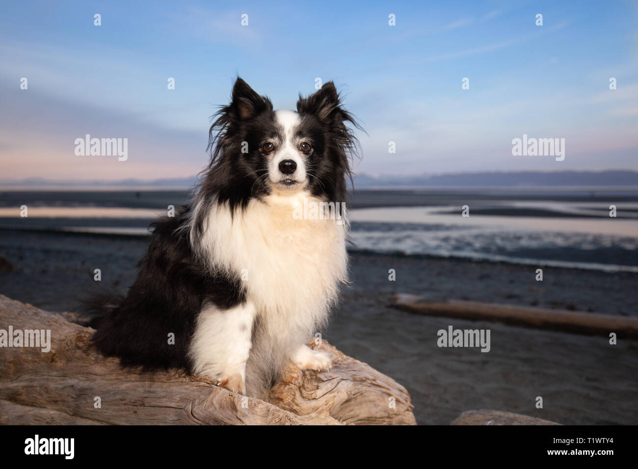 Niedliche Mischling Hund am Strand bei Sonnenuntergang Stockfoto