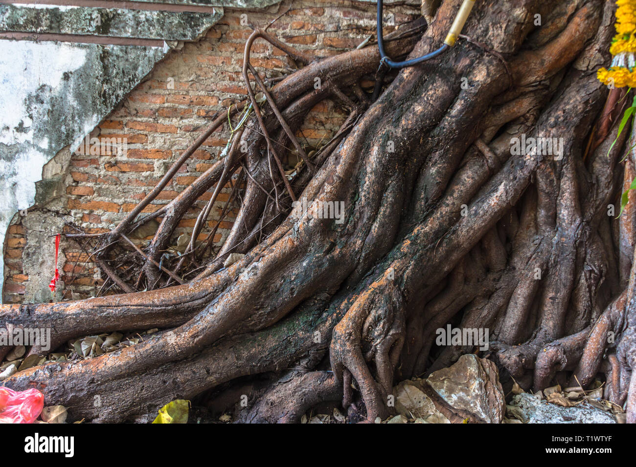 Bangkok Baumwurzeln wachsen über die alte Mauer Stockfoto