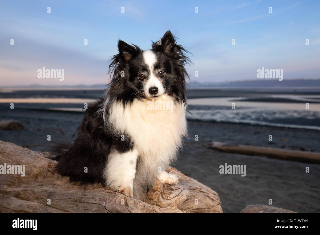 Niedliche Mischling Hund am Strand bei Sonnenuntergang Stockfoto