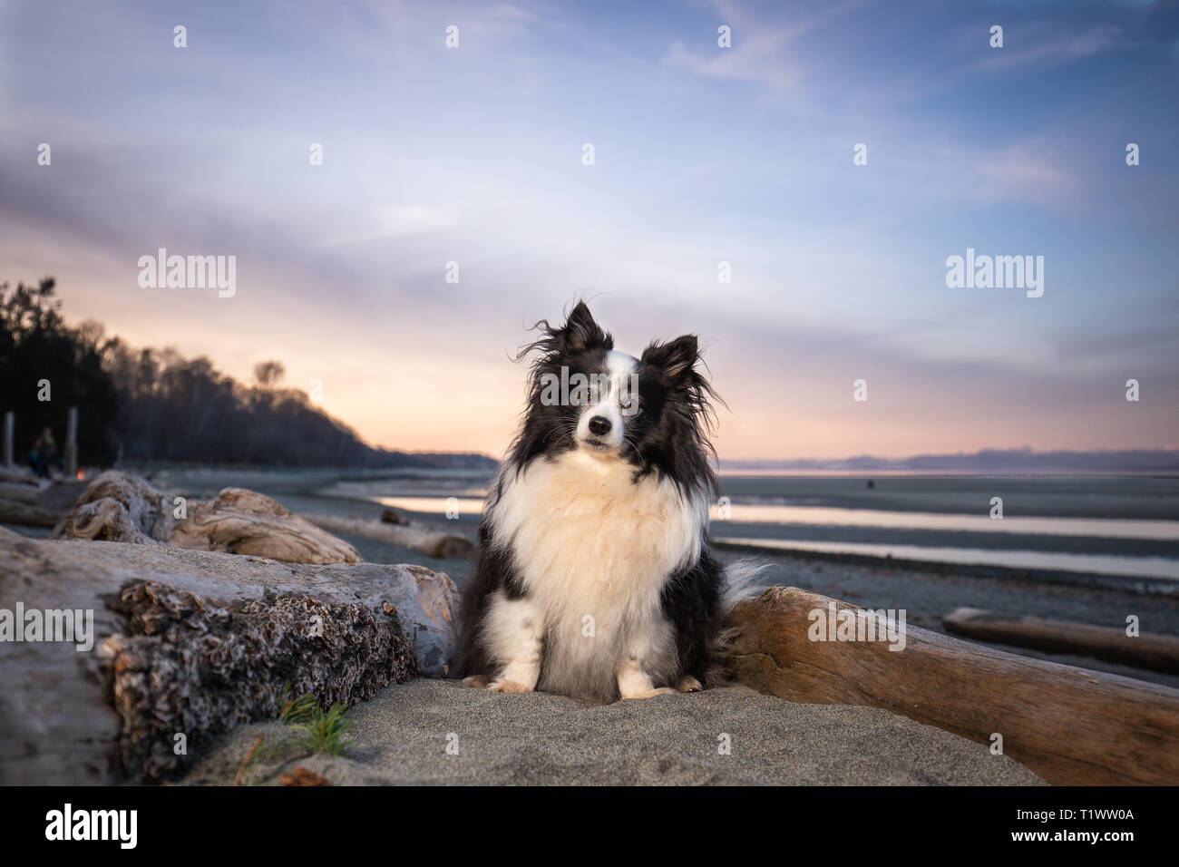 Niedliche Mischling Hund am Strand bei Sonnenuntergang Stockfoto