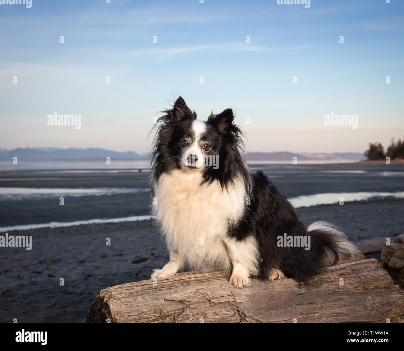 Niedliche Mischling Hund am Strand bei Sonnenuntergang Stockfoto