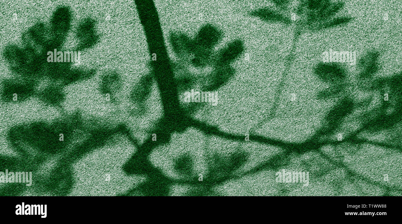 Abstrakte Schatten des Baumes auf Kunstrasen in den öffentlichen Park Stockfoto