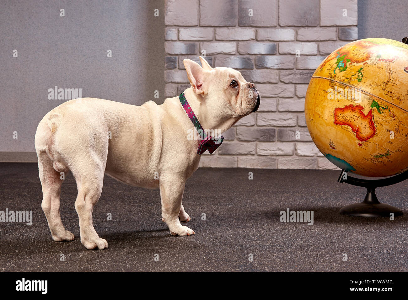 Französische Bulldogge mit einem Globus, Reisen mit Hund, wo mit Hund  Konzept zu gehen Stockfotografie - Alamy