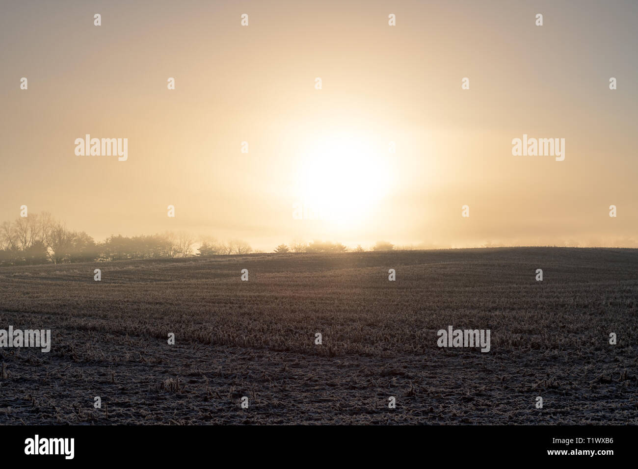 Einen schönen Sonnenaufgang mit der aufgehenden Sonne durch den Nebel vor einem offenen Feld. Stockfoto