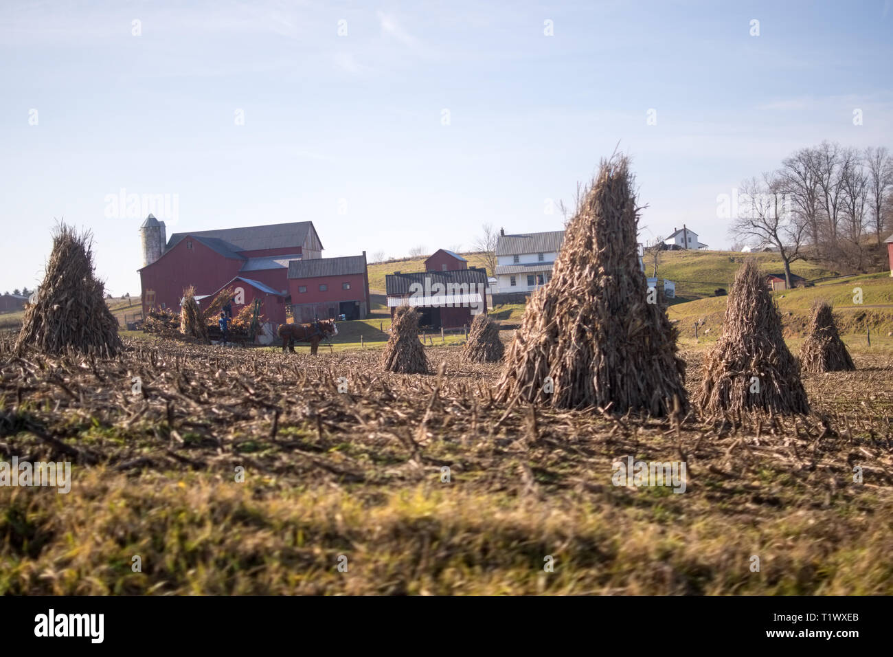 Seitenansicht des amischen Ernten von Heu. Stockfoto