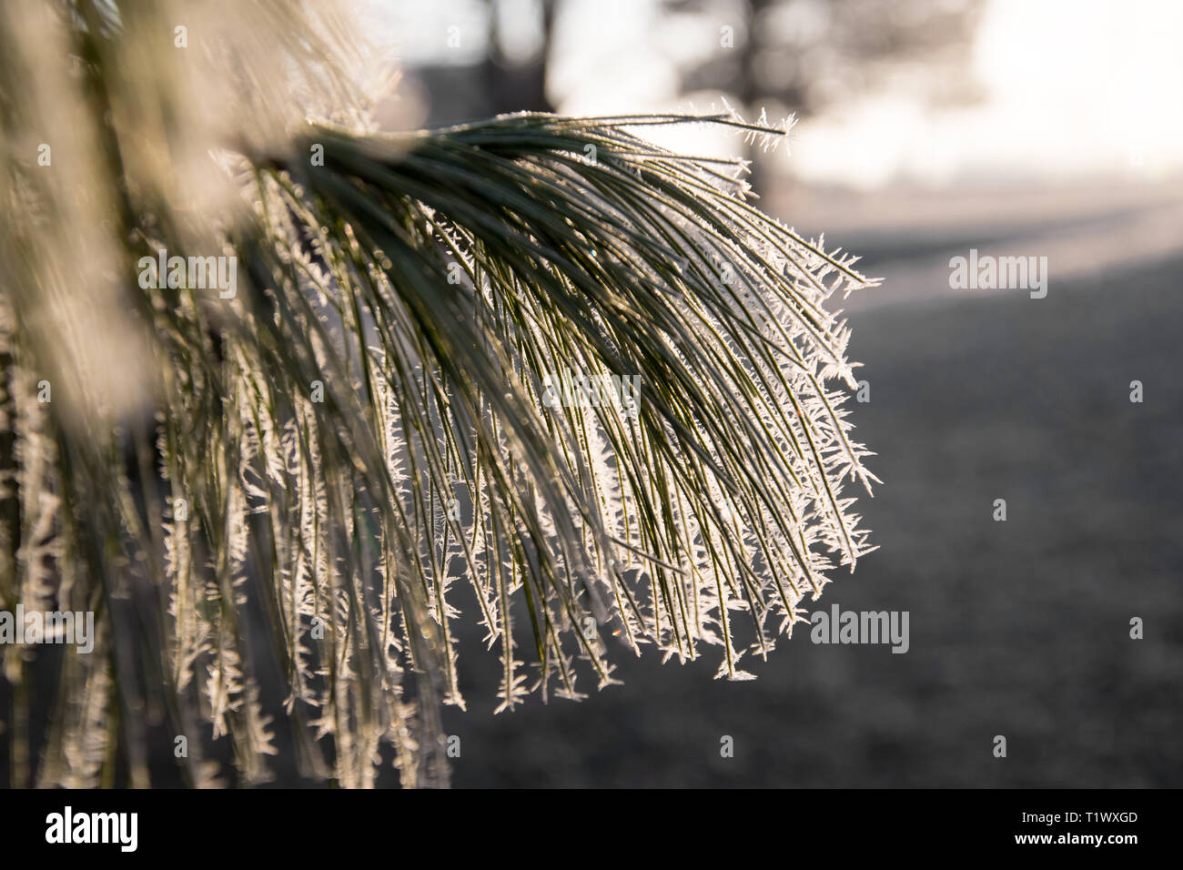 Frost bedeckt Nadeln, die von der Morgensonne beleuchtet. Stockfoto