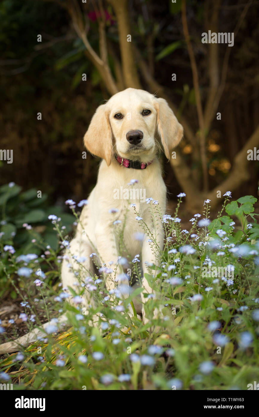 Junge Welpen Sitzen im Garten der blaue Blumen Stockfoto