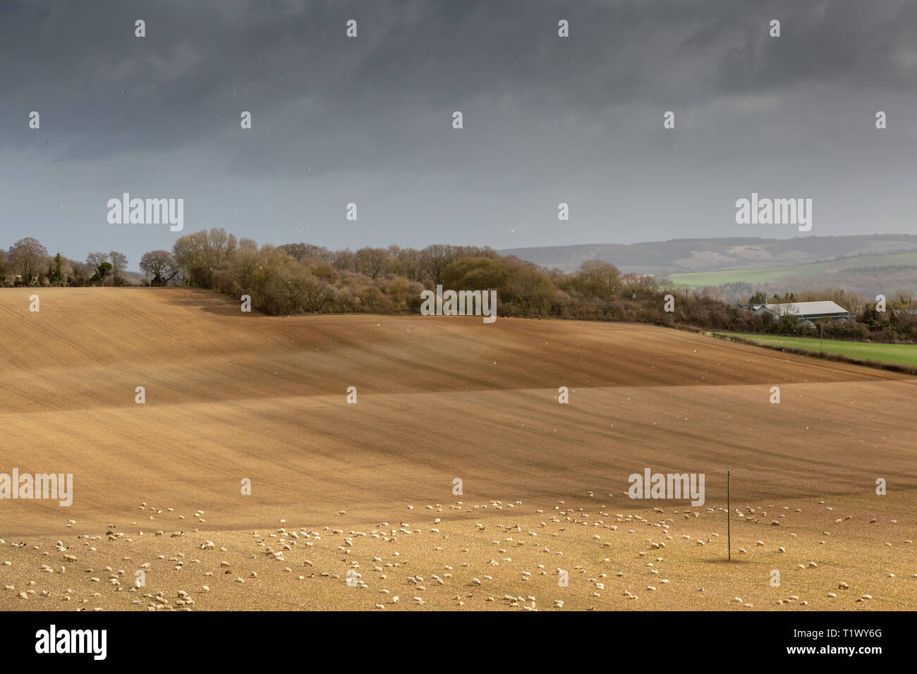 Gepflügte Felder auf der North Kent Downs zwischen Ashford und Challock, Kent, Großbritannien. Während einer März Nachmittag genommen. Stockfoto