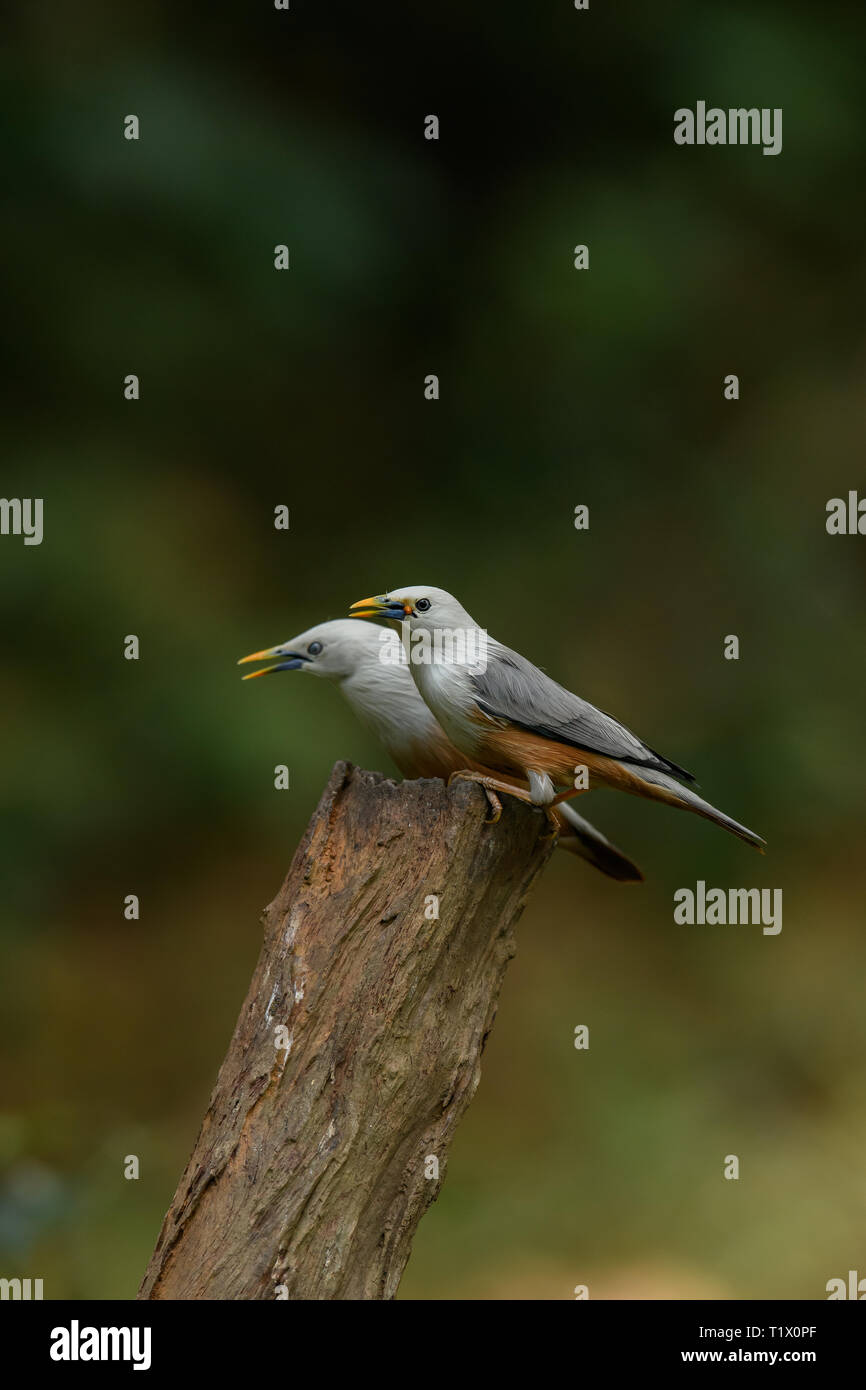 Die Kastanie-tailed starling oder graue Myna ist Mitglied der starling Familie. Vögel Familie Fütterung, Kühlung und Baden im indischen Sommer Stockfoto