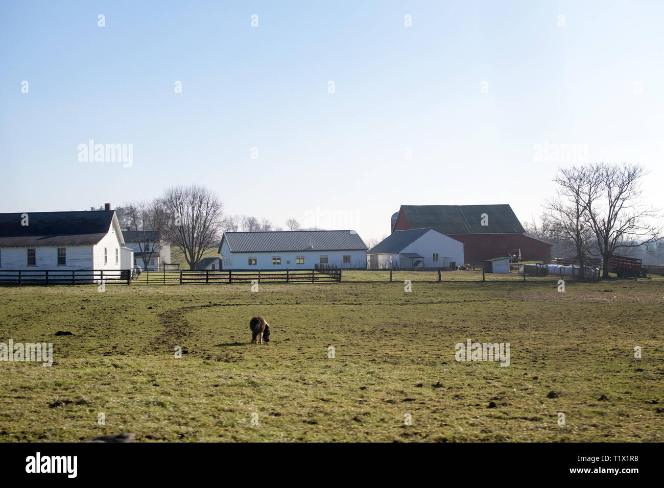 Eine ruhige ruhigen Bauernhof, am Abend, mit einem Pferd auf der Weide grasen. Stockfoto