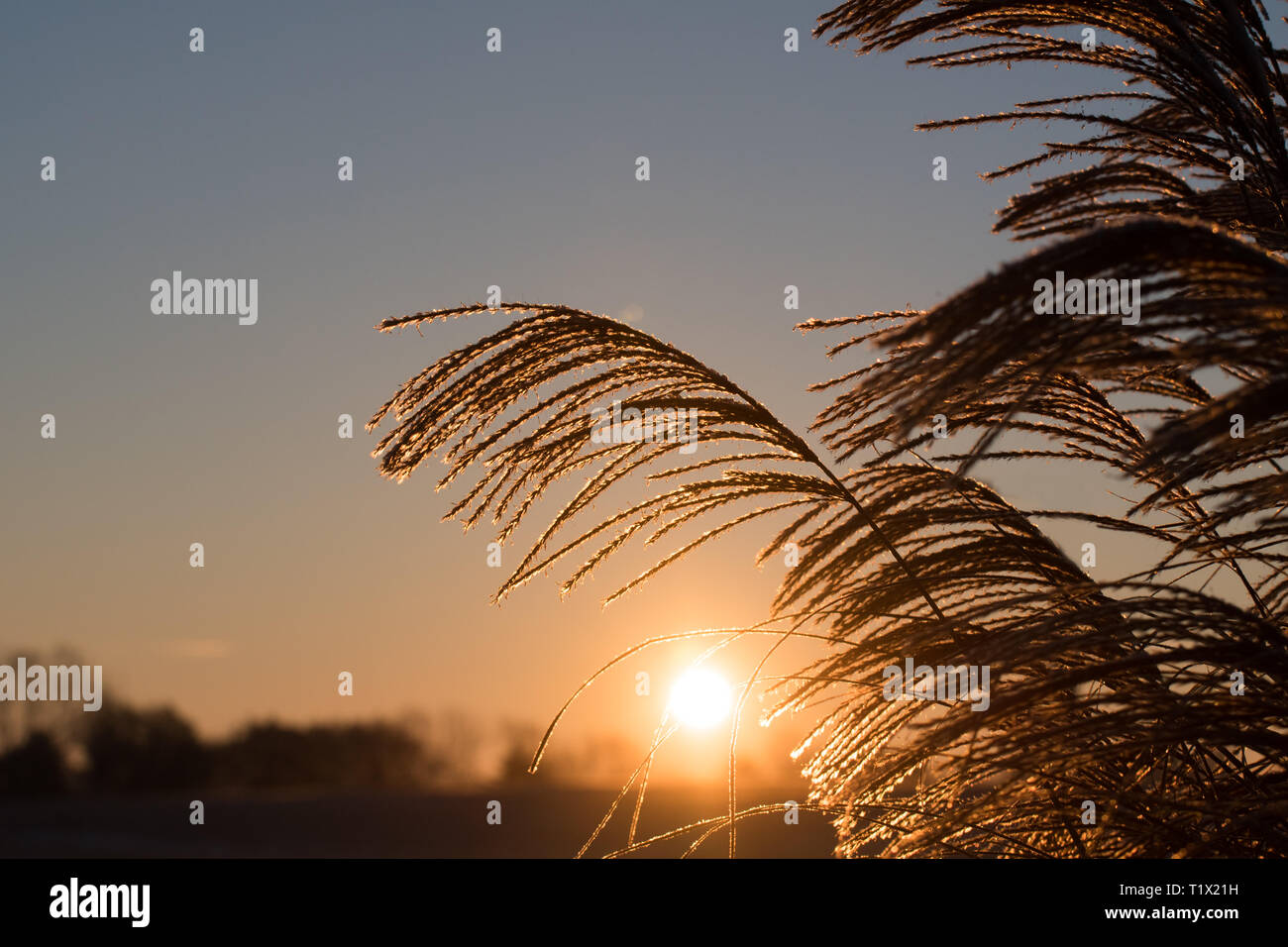 Sunrise scheint durch Korn. Stockfoto