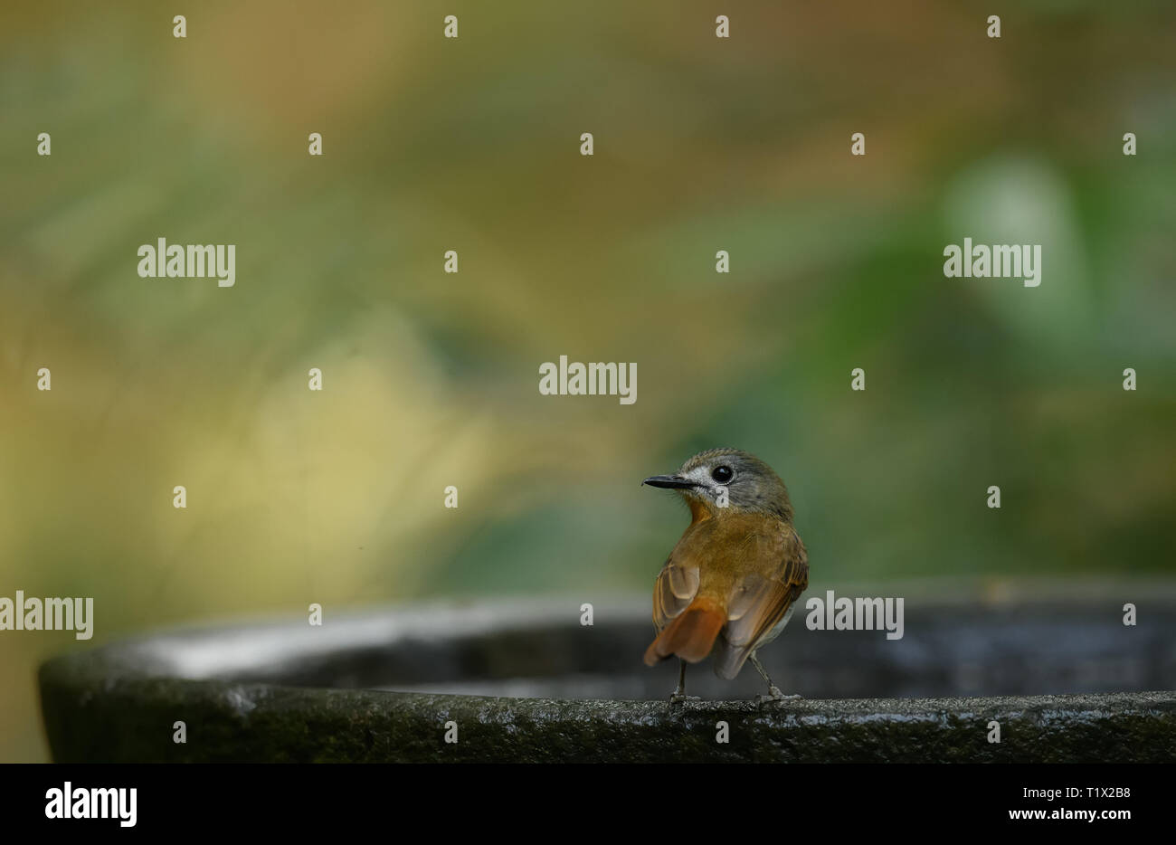 Die white-bellied blau Fliegenfänger ist ein Schmetterling (Tagfalter) aus der Familie Muscicapidae schopftyrann. endemisch in den Western Ghats im Südwesten Indiens Stockfoto