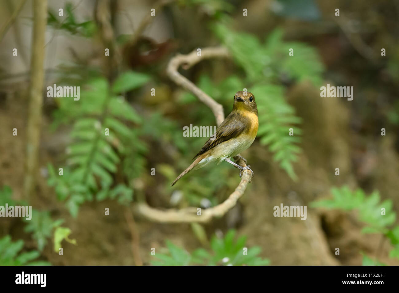 Thattekad Vogelschutzgebiet, auch als Salim Ali Bird Sanctuary bekannt, ist in Kochi Bezirk von Kerala in Indien. Stockfoto