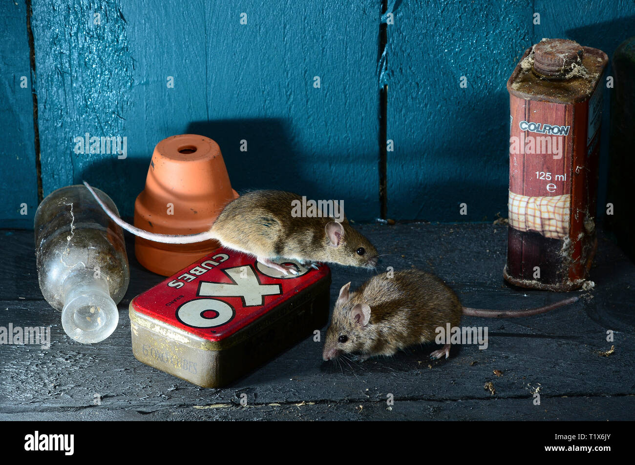 Nach Haus Mause Im Gartenhaus Stockfotografie Alamy