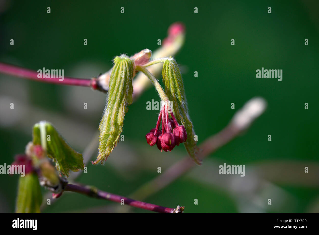 Acer japonicum Aki hallo Aki hi japanischen Ahorn, Aki-hi japanischen Ahorn, Acer japonicum aki-hi, Blatt, Blätter, Blüten, Frühling, Emerge, Break Ruhe, Garten, ne Stockfoto