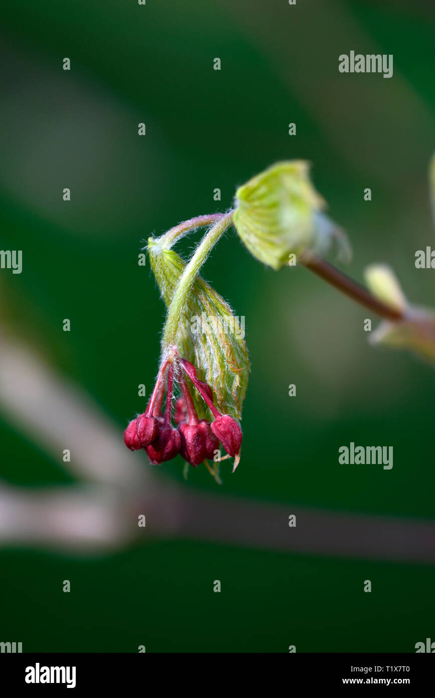 Acer japonicum Aki hallo Aki hi japanischen Ahorn, Aki-hi japanischen Ahorn, Acer japonicum aki-hi, Blatt, Blätter, Blüten, Frühling, Emerge, Break Ruhe, Garten, ne Stockfoto