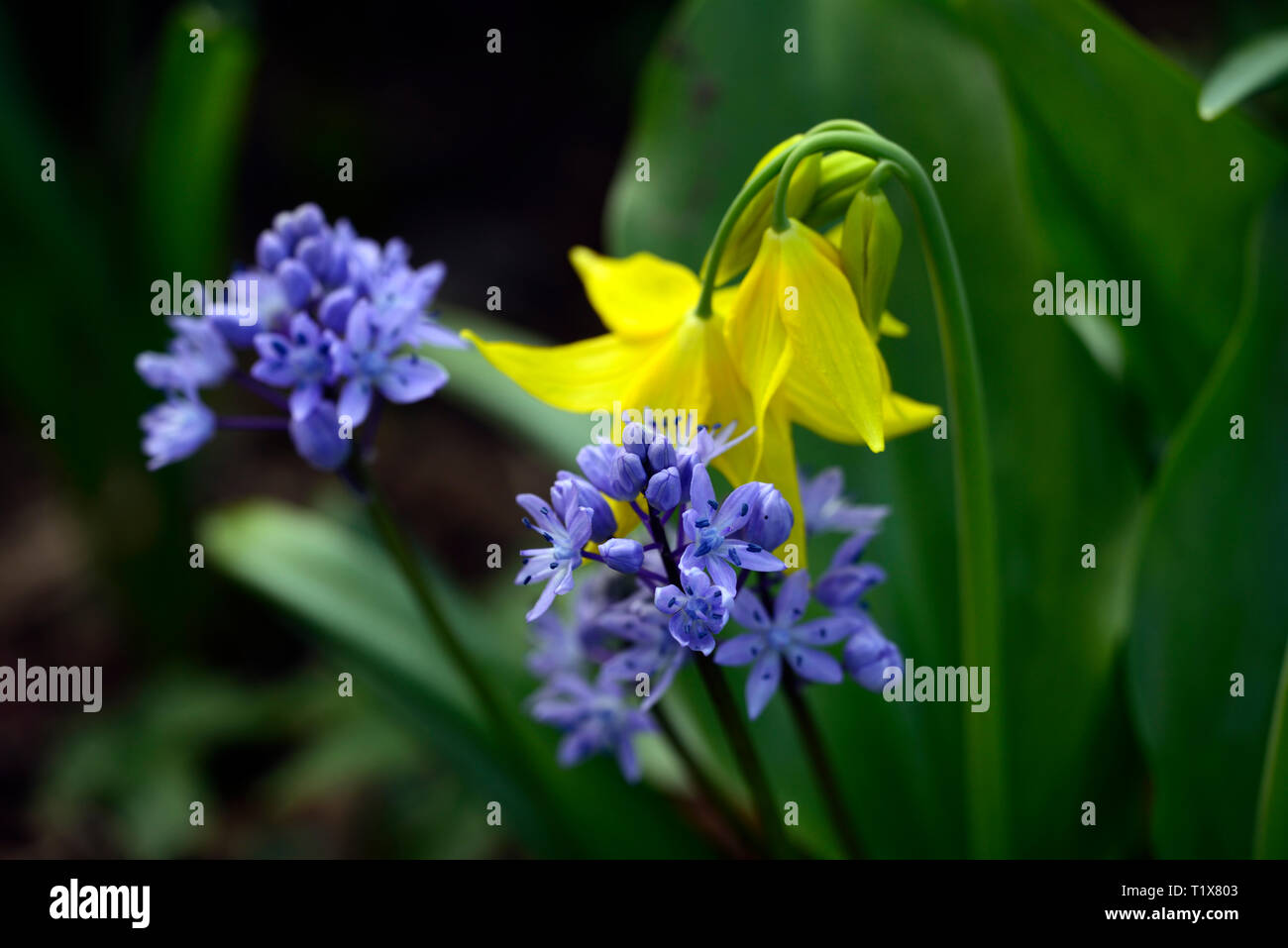 Sibirische Blausterne, Scilla siberica, blaue Blumen, erythronium tuolumnense Kondo, Gelb, Blume, Blumen, Hunde Zahn violett, Frühling, blühen, Blüte, RM Floral Stockfoto