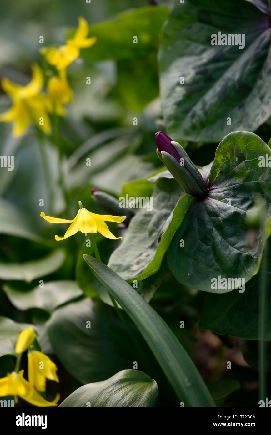 Erythronium tuolumnense Kondo, Gelb, Blume, Blumen, Hunde Zahn violett, Trillium kurabayashii, Lila, Rot, Blume, Blumen, Frühling, Schatten, Schatten, schattig, Holz, w Stockfoto