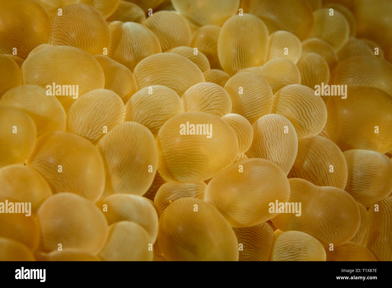 Nahaufnahme des Gelben bubble Korallen plerogyra sinuosa, in Nusa Tenggara Stockfoto