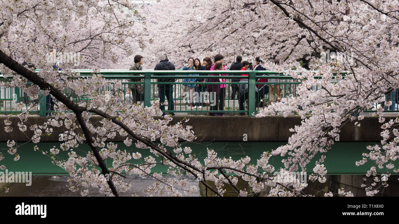 Japan, Tokio - April 2017: Cherry Blossom entlang der Kanda River Stockfoto