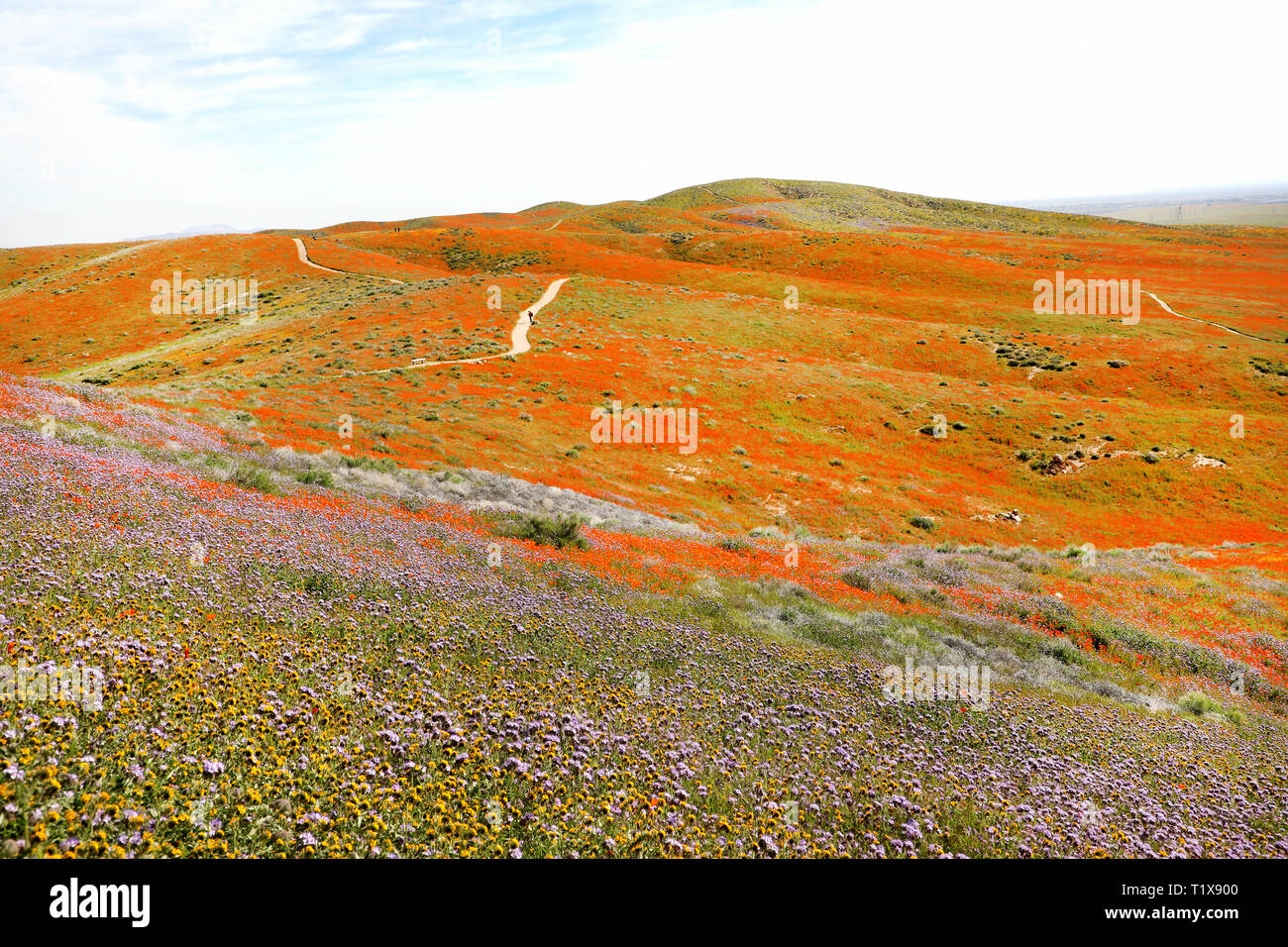 Antelope Valley California Poppy Reserve Wild Flower Field Super Bloom, USA National Park Stockfoto