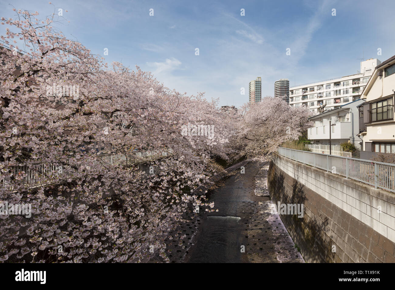 Japan, Tokio - April 2017: Cherry Blossom entlang der Kanda River Stockfoto