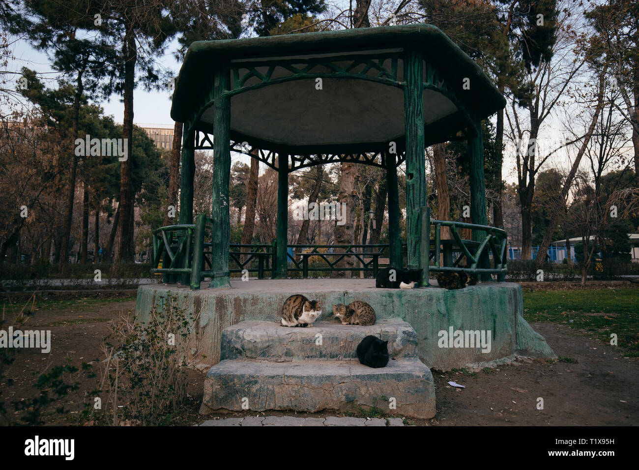 Katzen in Teheran City Park Stockfoto