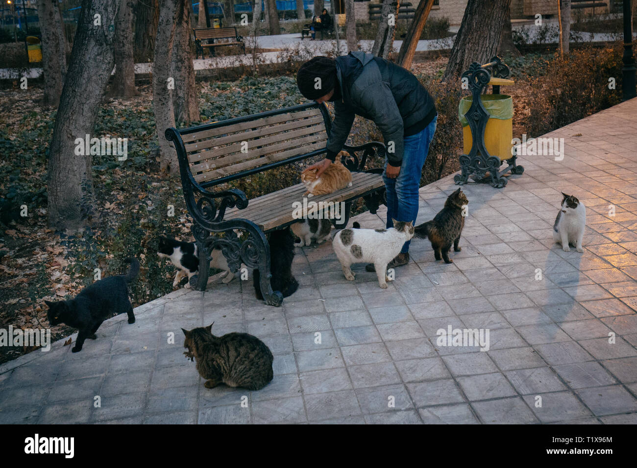 Ein Mann mit Katzen in Teheran City Park Stockfoto