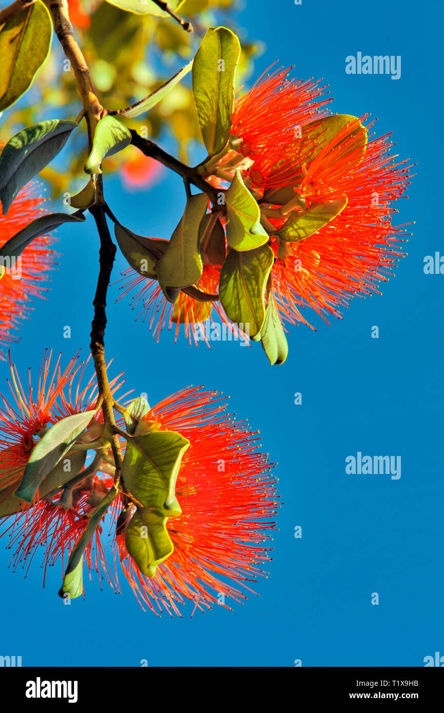 Australische Flaschenbürste oder Callistemon. Eine Gattung von Sträuchern in der Familie Myrtaceae, in Australien. Die roten und grünen Kontrast zu den blauen Himmel. Stockfoto