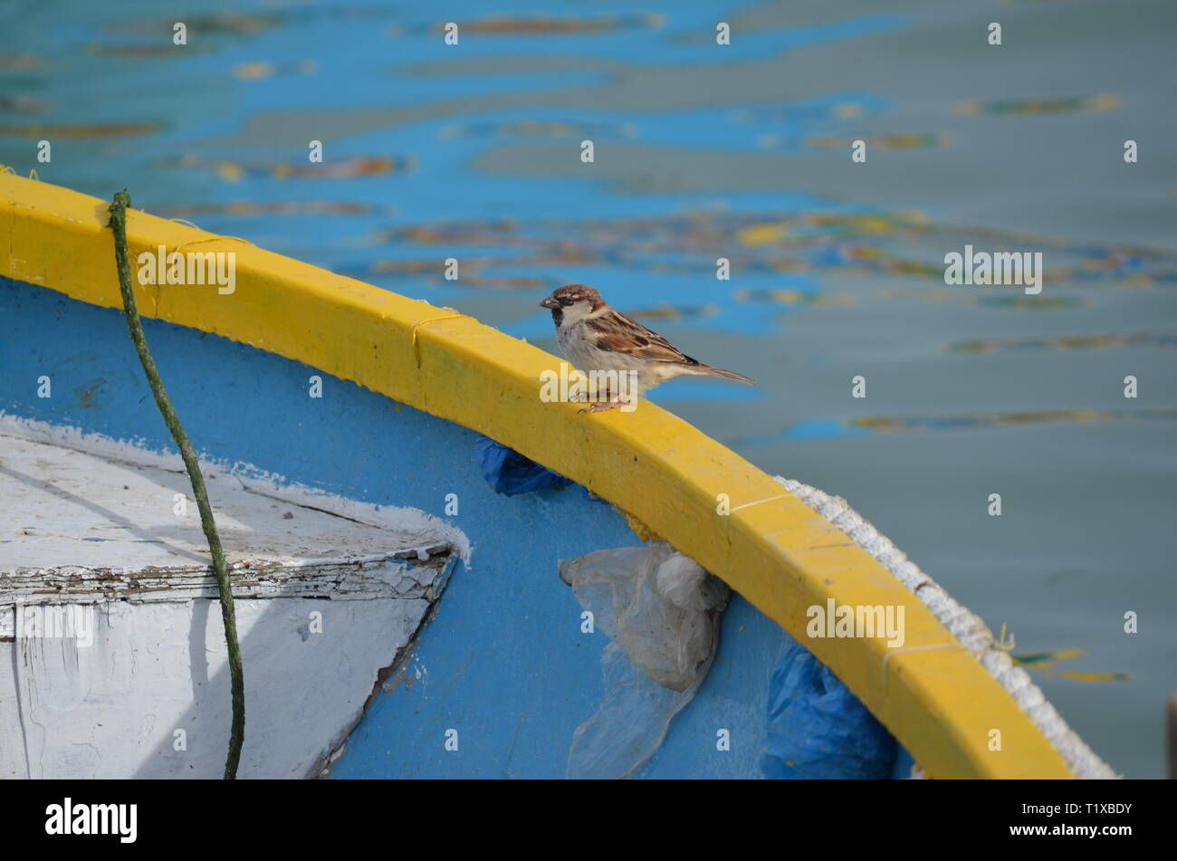 Little sparrow in Malta. Stockfoto