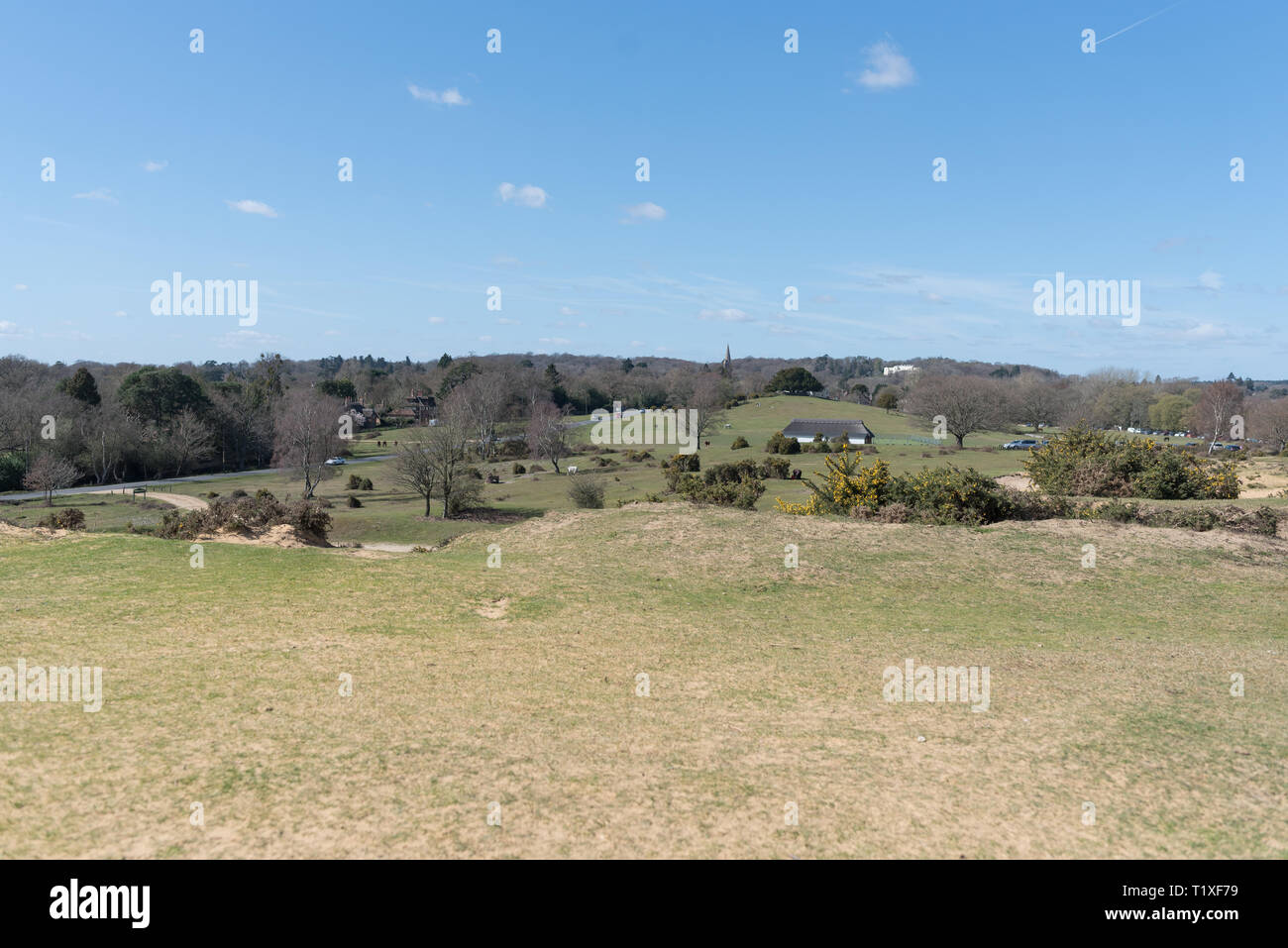 New Forest Szene im Sommer zum Wandern Stockfoto
