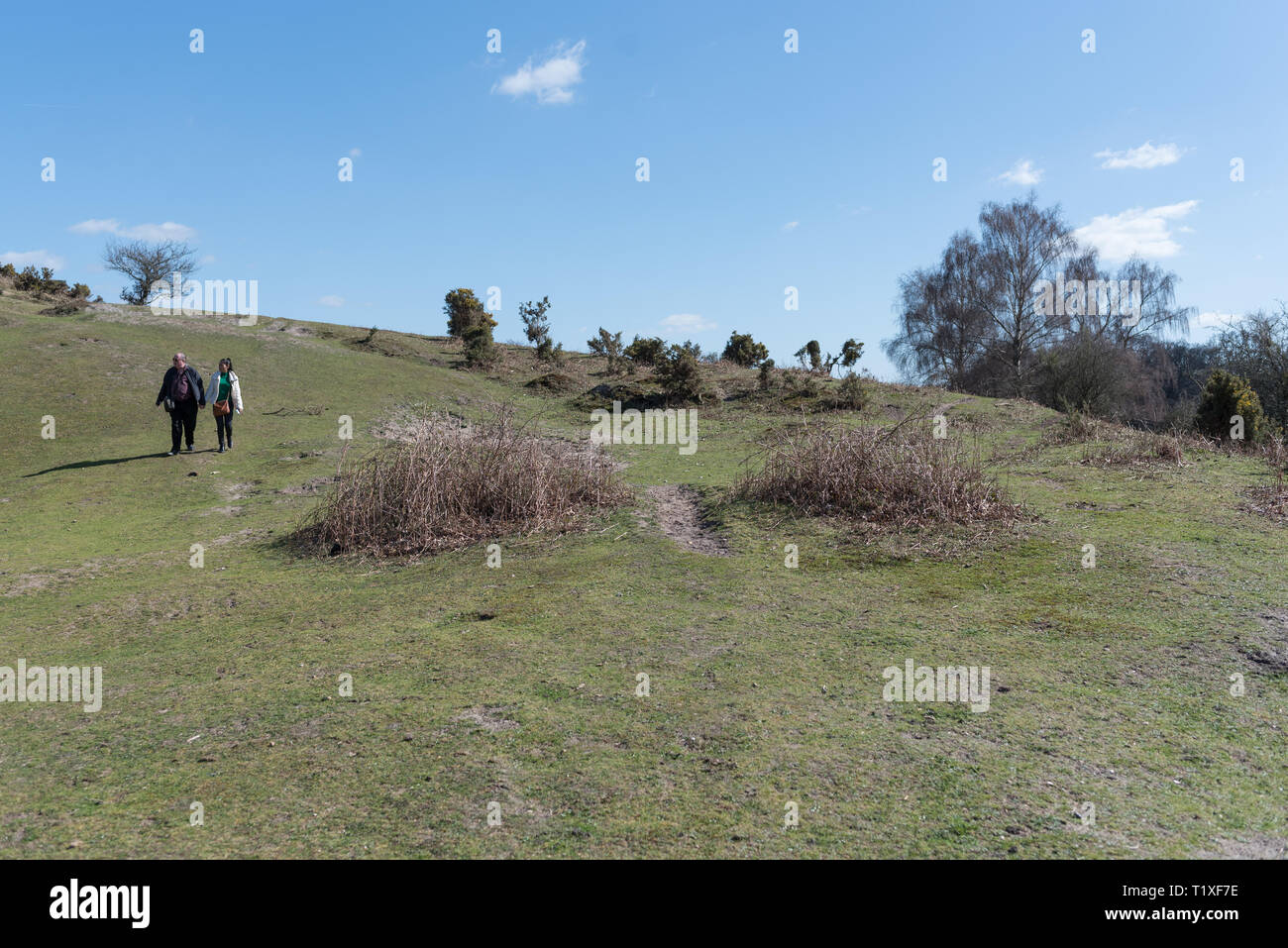 New Forest Szene im Sommer zum Wandern Stockfoto