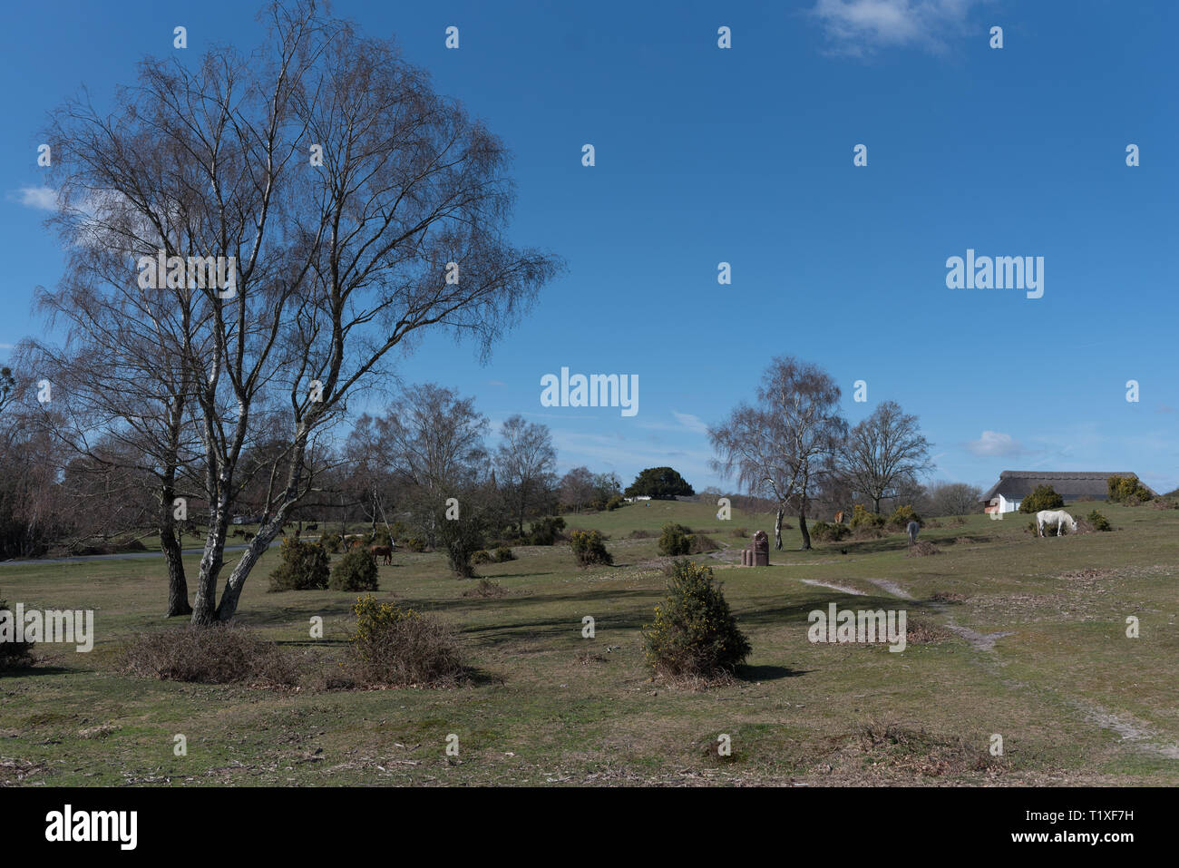 New Forest Szene Sommer mit Pferd Ponys Stockfoto