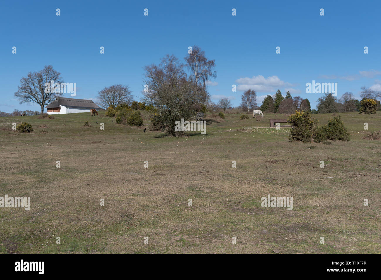 New Forest Szene Sommer mit Pferd Ponys Stockfoto
