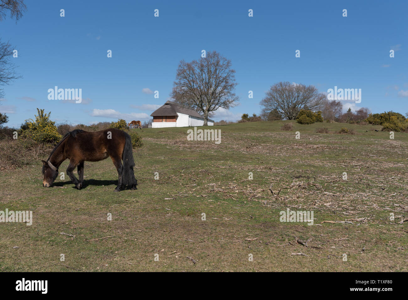 New Forest Szene Sommer mit Pferd Ponys Stockfoto