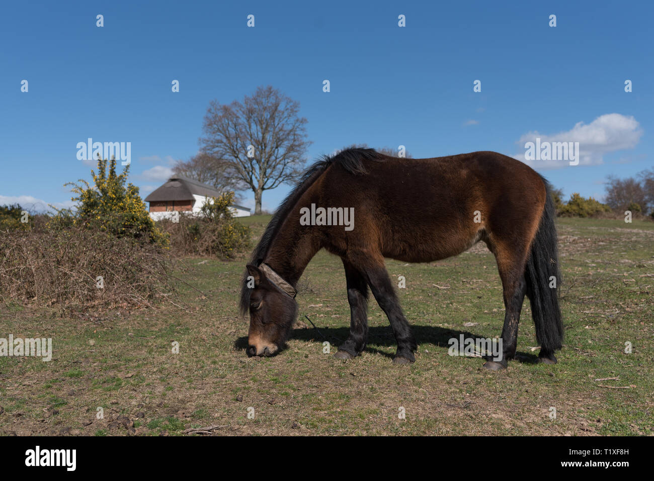 New Forest Szene mit Ponys und Pferde Stockfoto