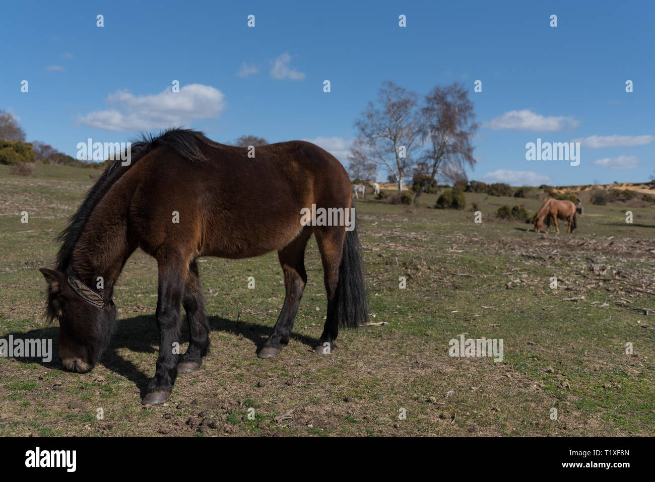 New Forest Szene mit Ponys und Pferde Stockfoto