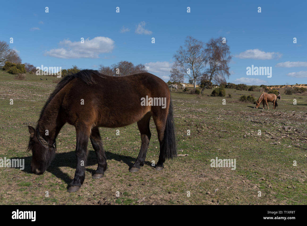 New Forest Szene mit Ponys und Pferde Stockfoto