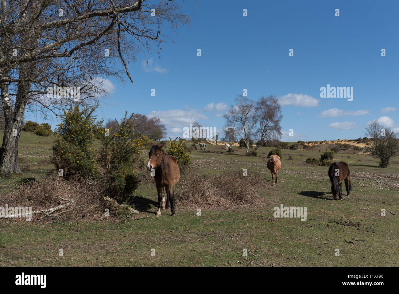 New Forest Szene mit Ponys und Pferde Stockfoto