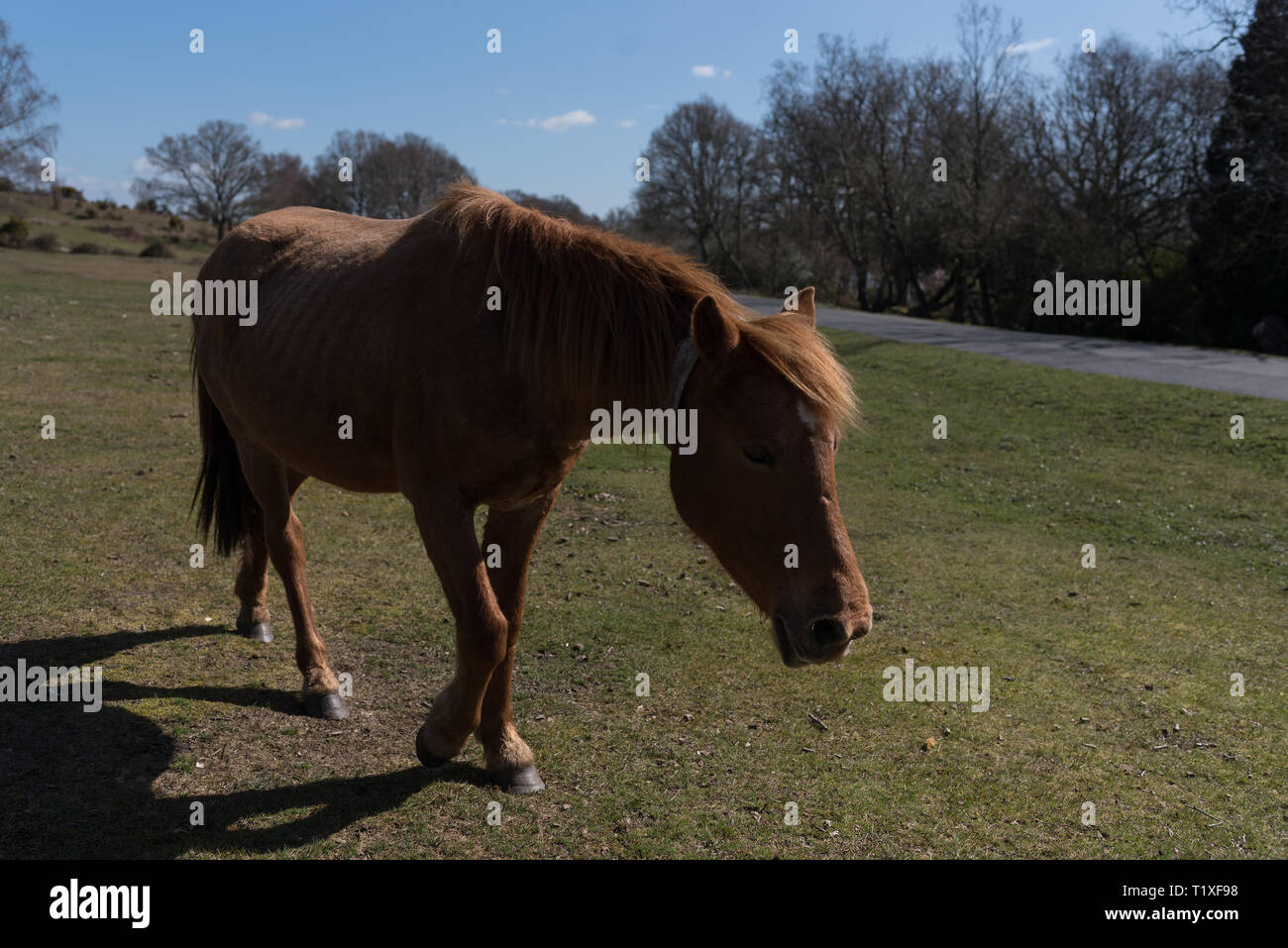 New Forest Szene mit Ponys und Pferde Stockfoto
