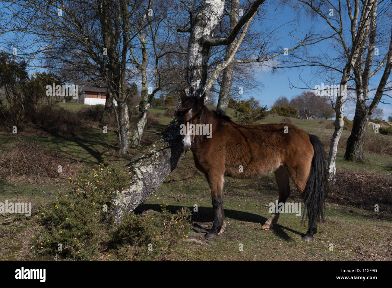 New Forest Szene mit Ponys und Pferde Stockfoto