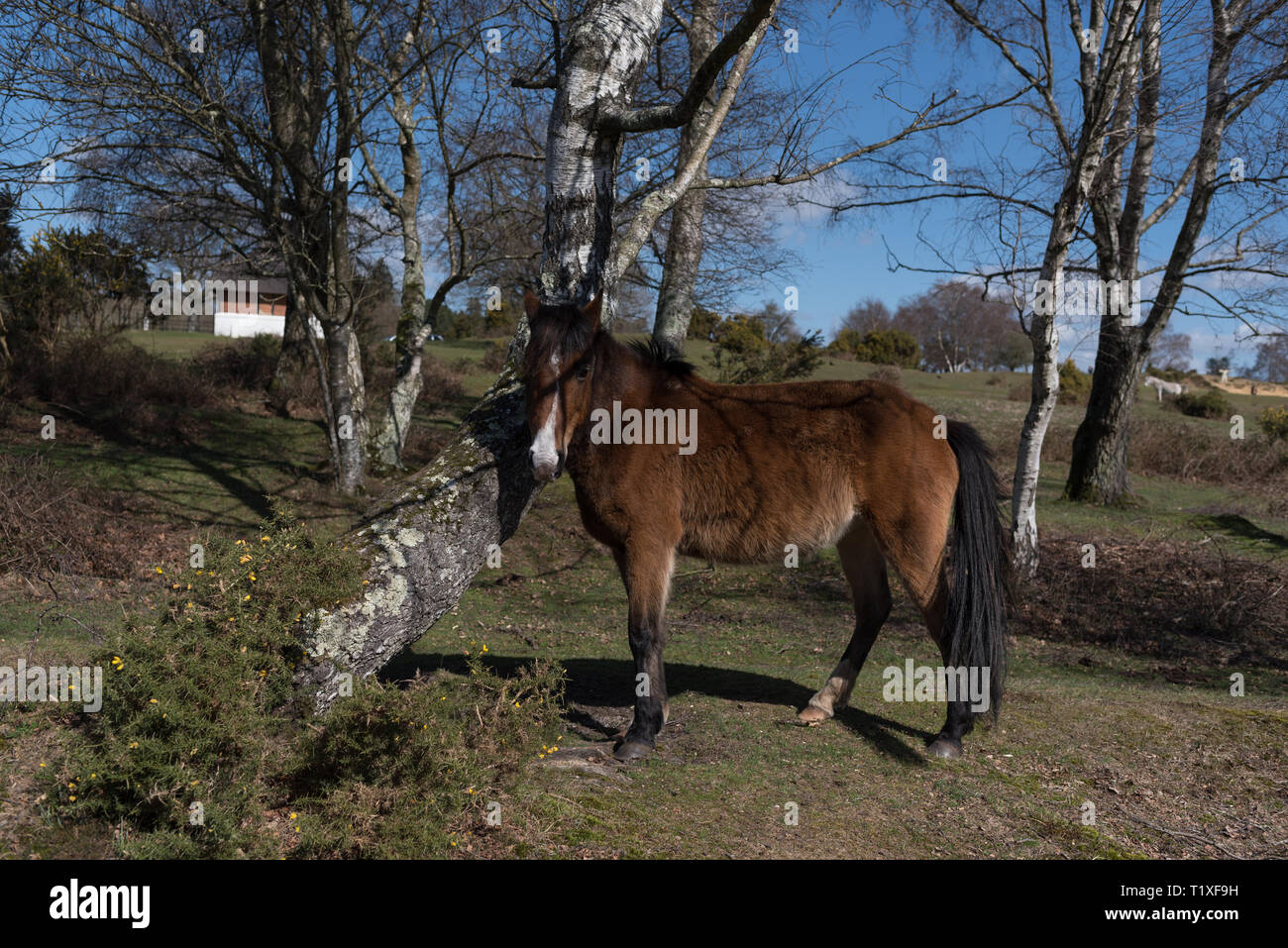 New Forest Szene mit Ponys und Pferde Stockfoto