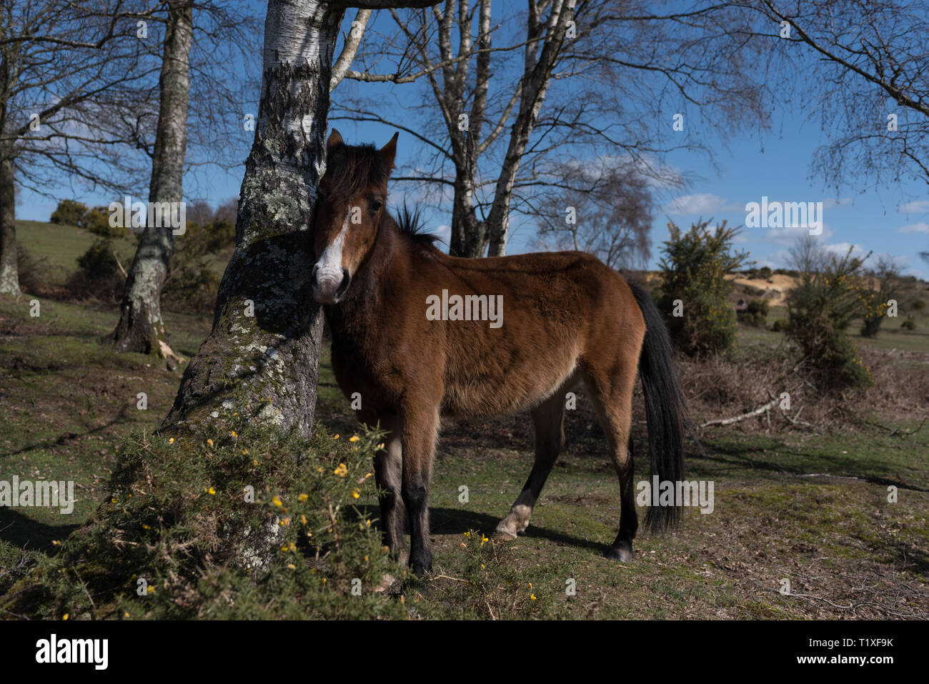 New Forest Szene mit Ponys und Pferde Stockfoto