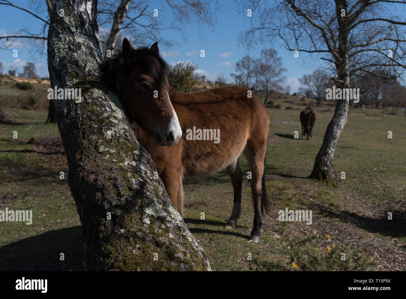 New Forest Szene mit Ponys und Pferde Stockfoto