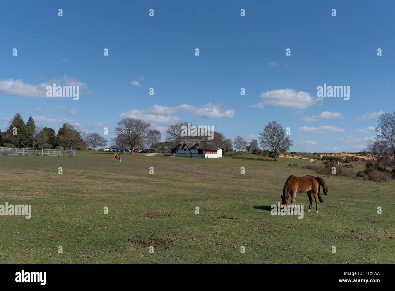 New Forest Szene mit Ponys und Pferde Stockfoto