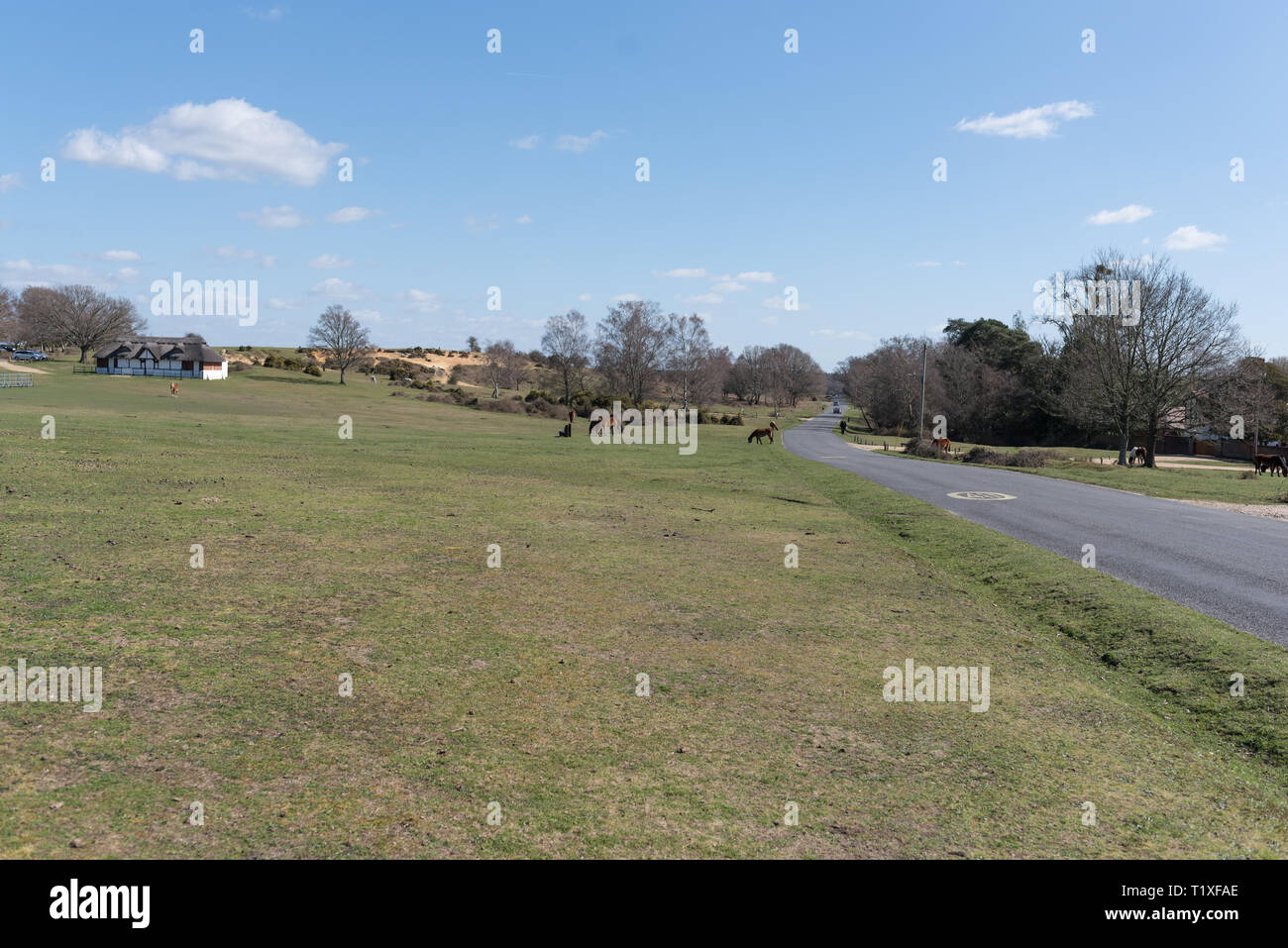 New Forest Szene mit Ponys und Pferde Stockfoto