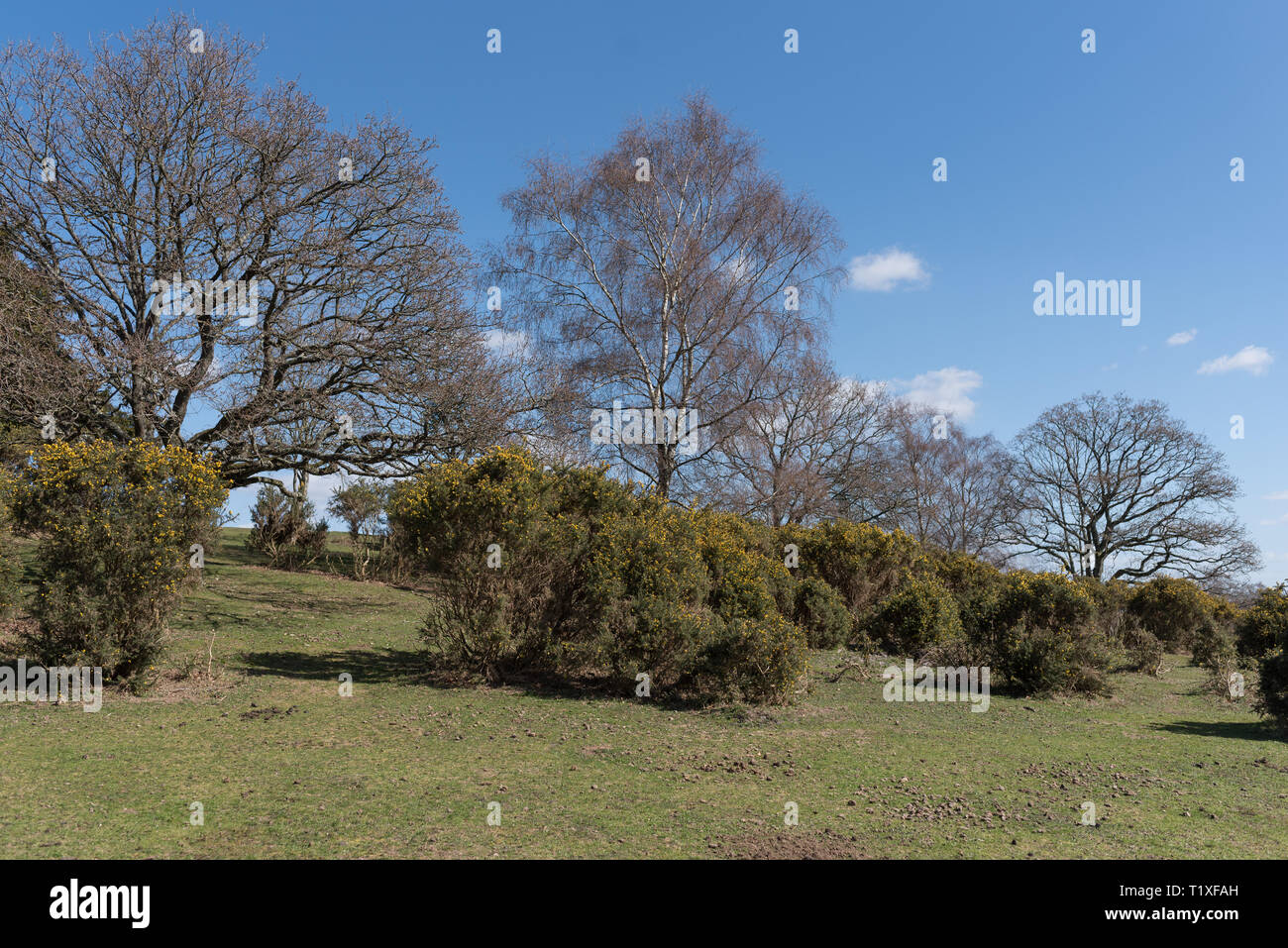 New Forest Szene mit Ponys und Pferde Stockfoto