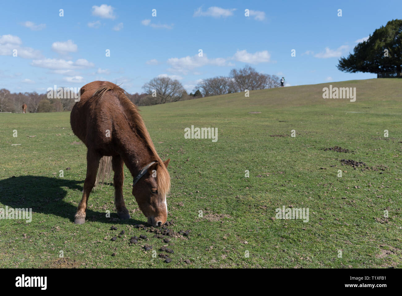 New Forest Szene mit Ponys und Pferde Stockfoto